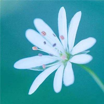 小小外星人游戏下载