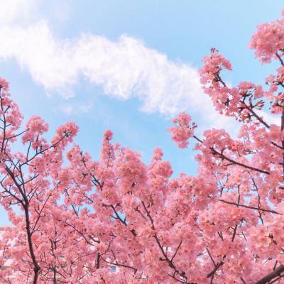 进击的闯王手游(暂未上线)v1.0.0 安卓版